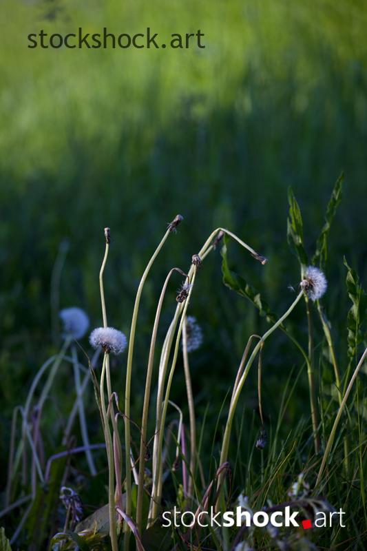 Field flowers, dandelions, stock image