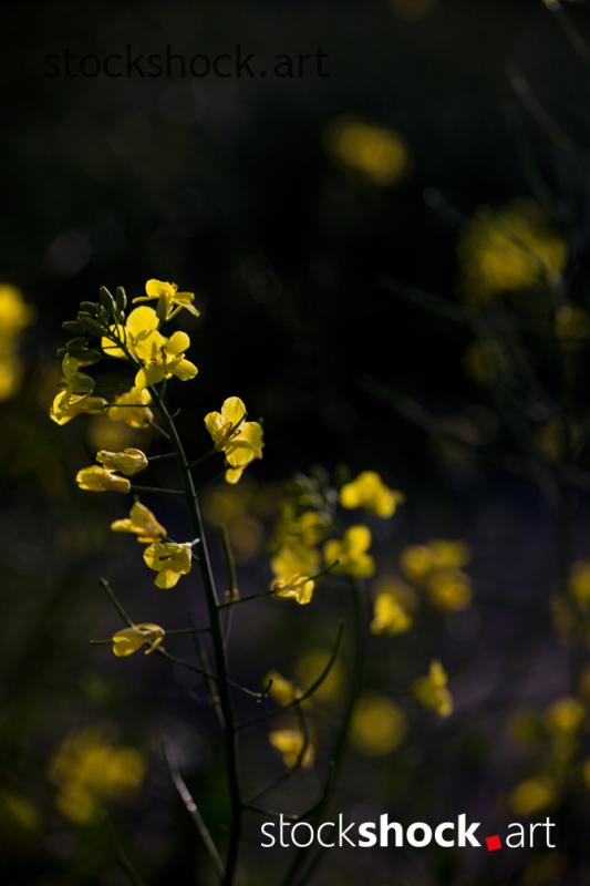 yellow flowers