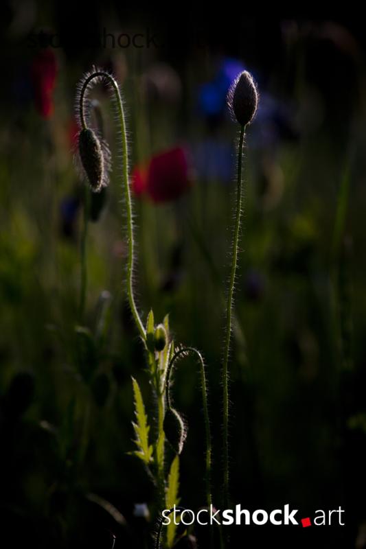 Field flowers, poppies – stock image