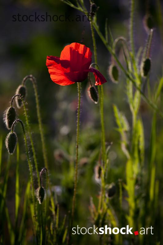 Field flowers, poppies – stock image
