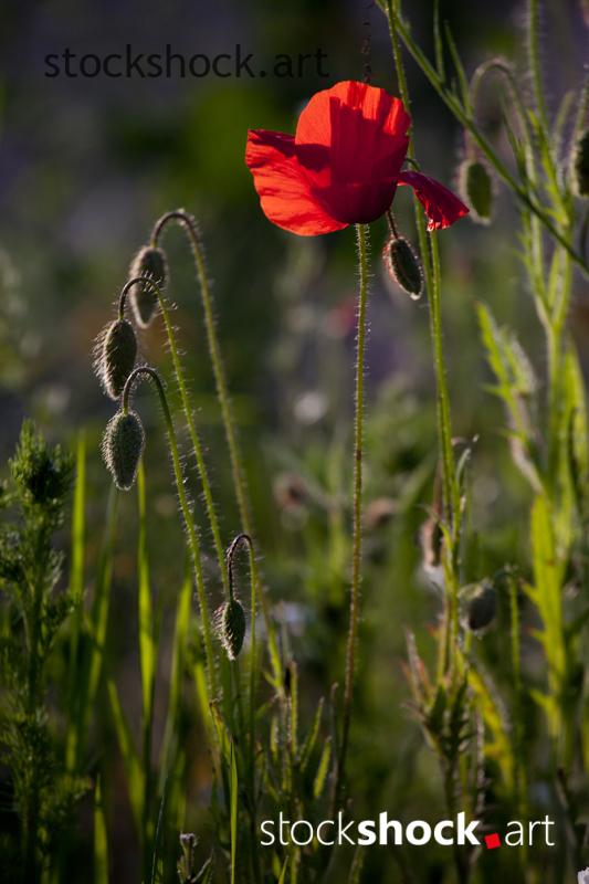 Field flowers, poppies – stock image