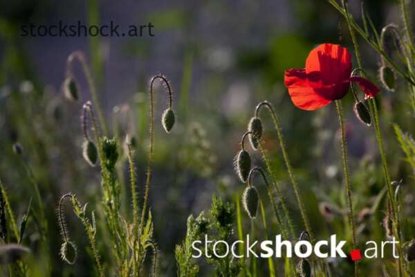 Field flowers, poppies – stock image