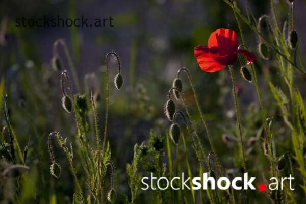 Field flowers, poppies – stock image