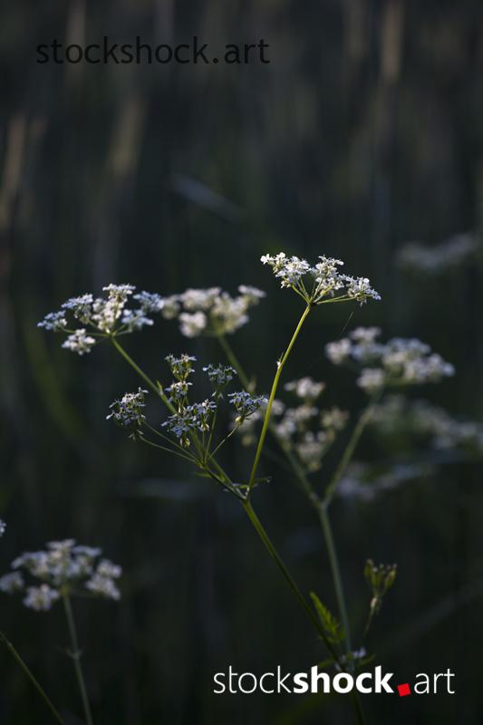 field flowers, common cumin, stockshockart