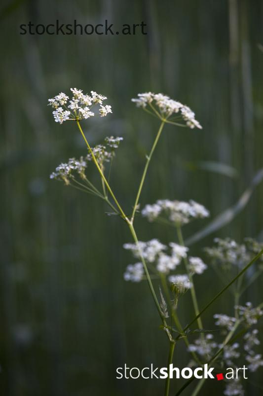 field flowers, common cumin