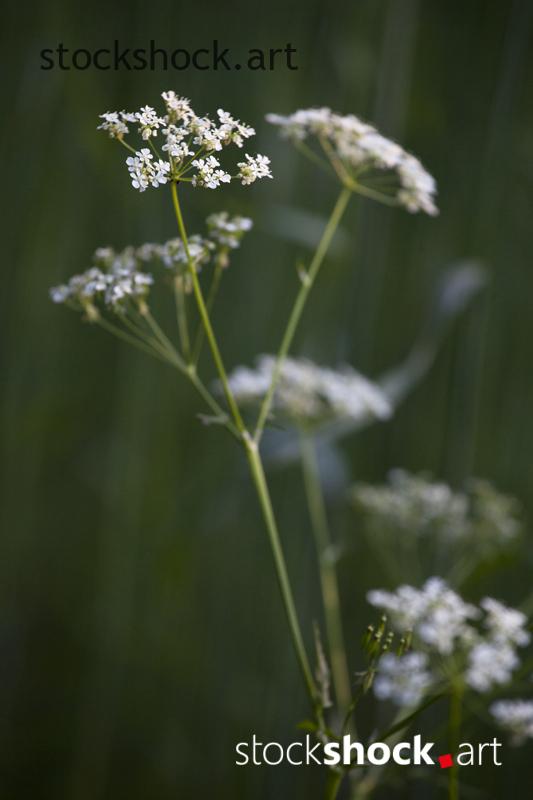 field flowers, common cumin