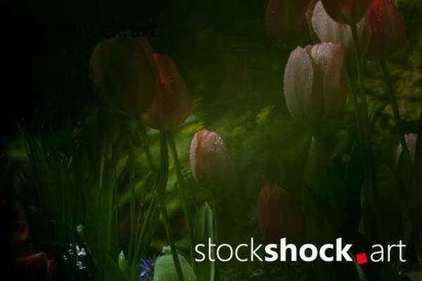 Flowers, tulips, stock image