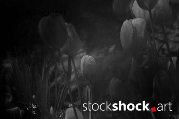 Flowers, tulips, stock image