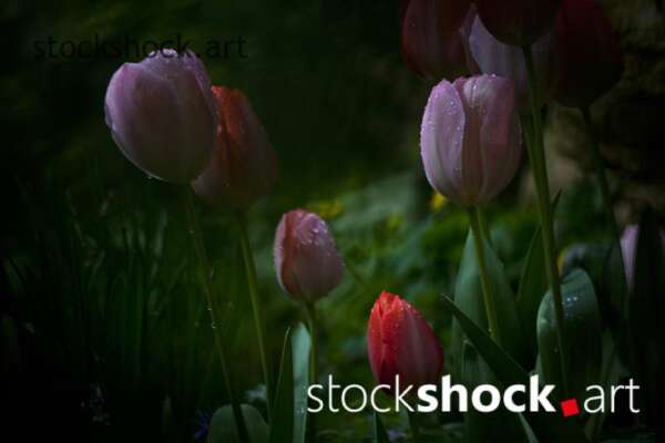 Flowers, tulips, stock image
