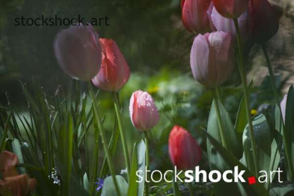 Flowers, tulips, stock image, jowita niemczyk