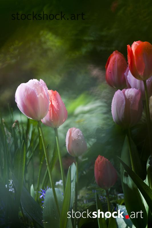 Flowers, tulips, stock image, jowita niemczyk