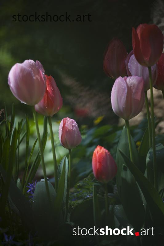 Flowers, tulips, stock image, jowita niemczyk