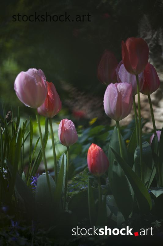 Flowers, tulips, stock image, jowita niemczyk