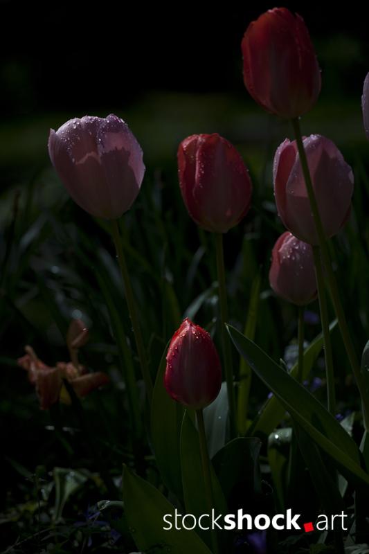 Flowers, tulips, stock image, jowita niemczyk