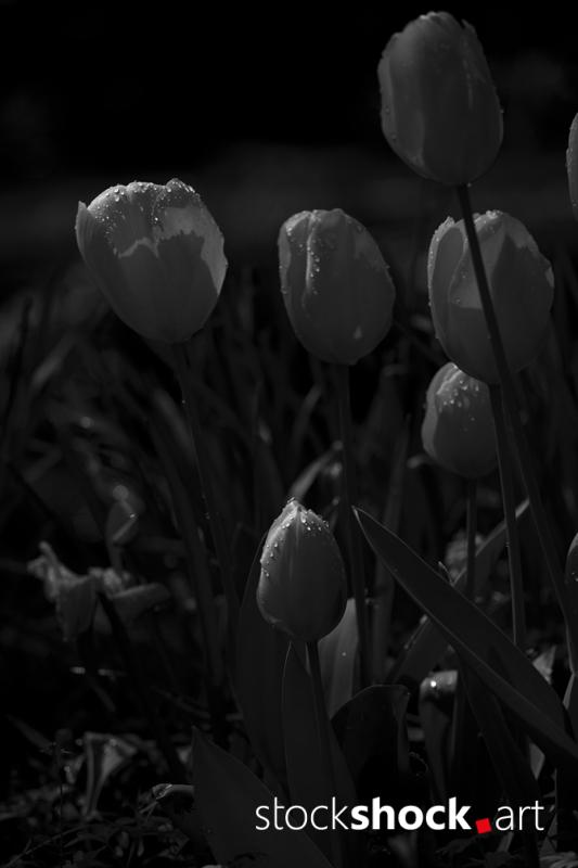 Flowers, tulips, stock image, jowita niemczyk
