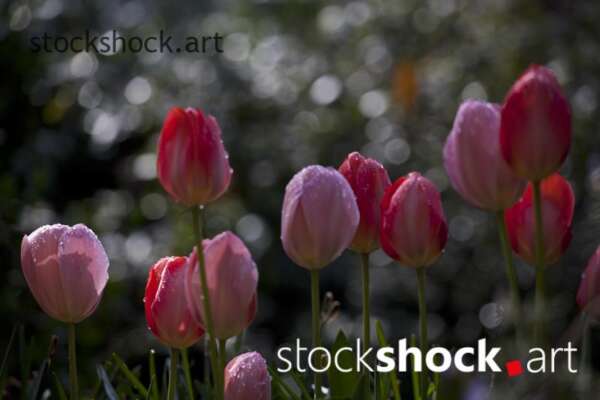Flowers, tulips, stock image, jowita niemczyk
