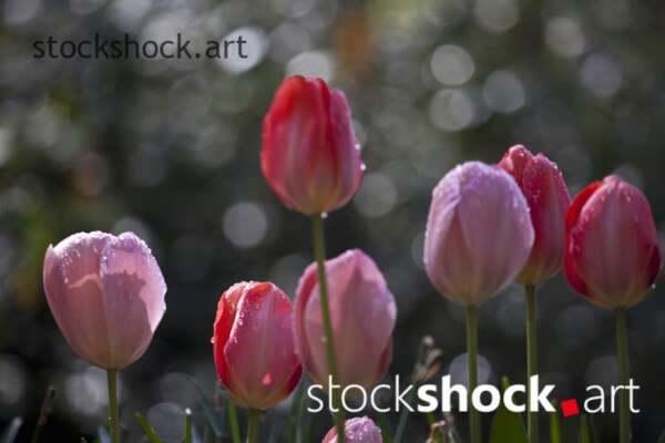 Flowers, tulips, stock image, jowita niemczyk