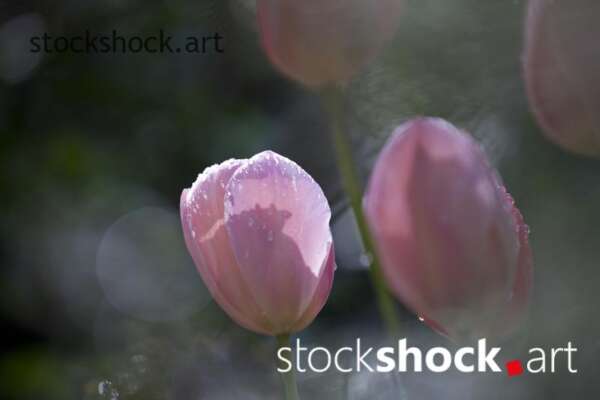 Flowers, tulips, stock image, jowita niemczyk