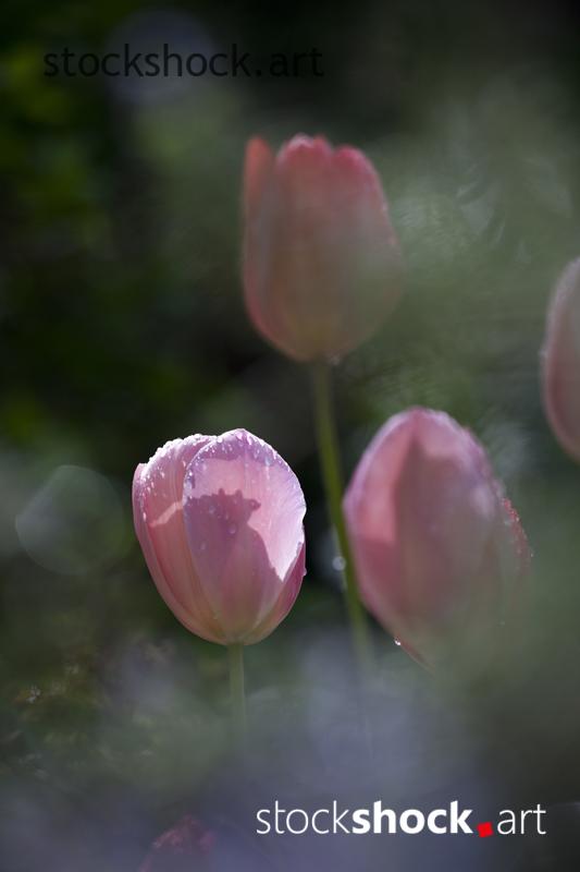 Flowers, tulips, stock image, jowita niemczyk