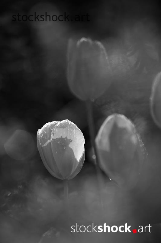 Flowers, tulips, stock image, jowita niemczyk