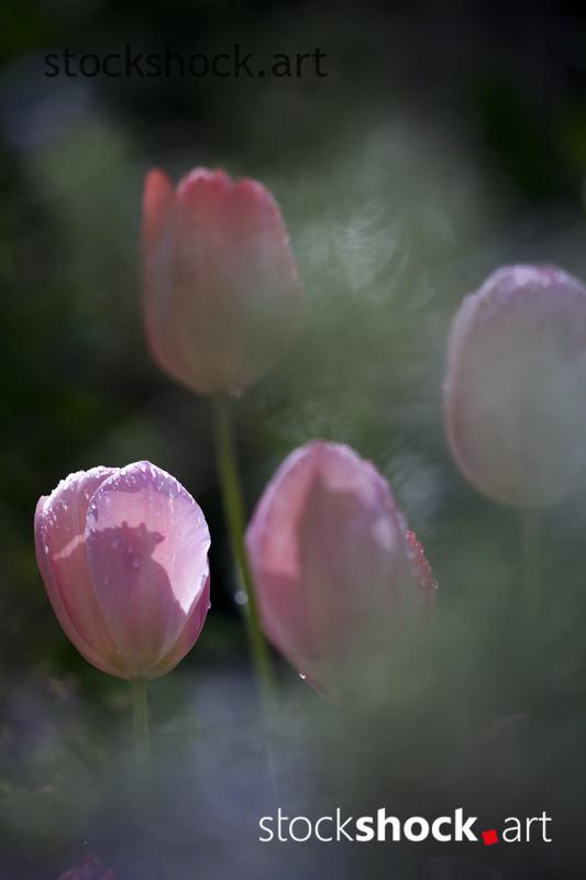 Flowers, tulips, stock image, jowita niemczyk