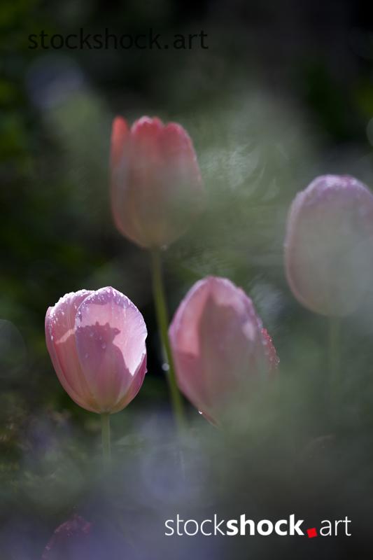 Flowers, tulips, stock image, jowita niemczyk