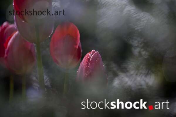 Flowers, tulips, stock image, jowita niemczyk