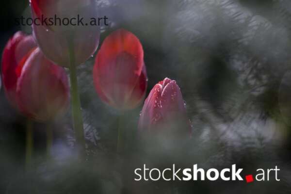 Flowers, tulips, stock image