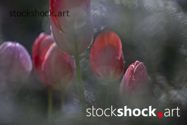 Flowers, tulips, stock image