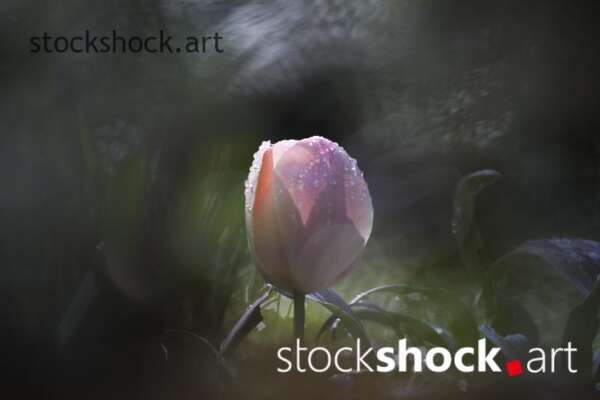 Flowers, tulips, stock image