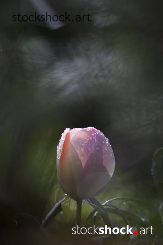 Flowers, tulips, stock image