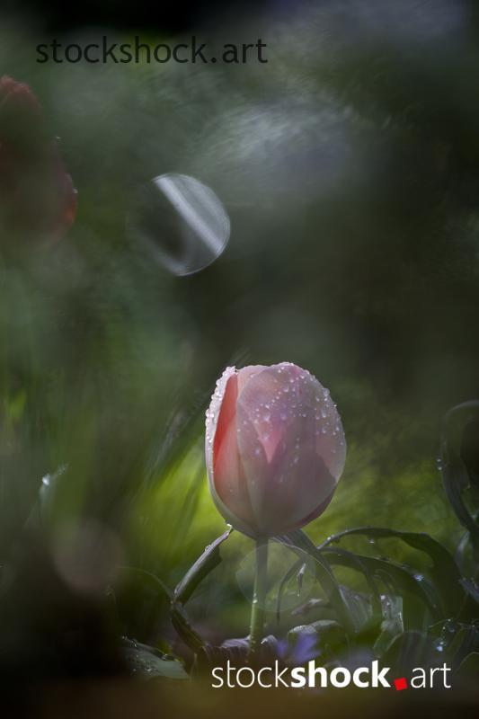 Flowers, tulips, stock image