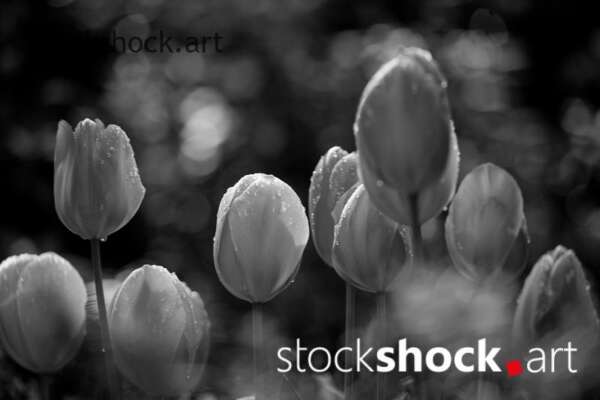 Flowers, tulips, stock image