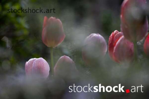 Flowers, tulips, stock image