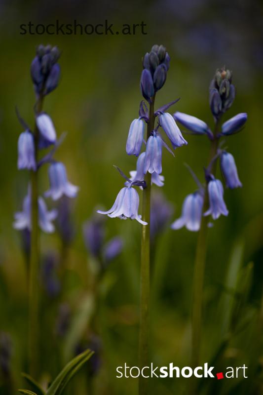 Blue flowers in the meadow jowita niemczyk