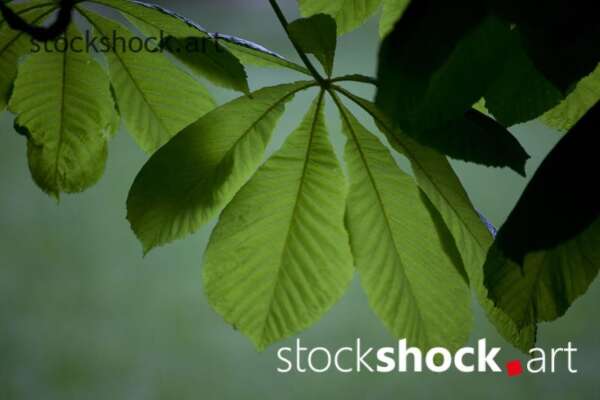 Green chestnut leaf, jowita niemczyk, stock image