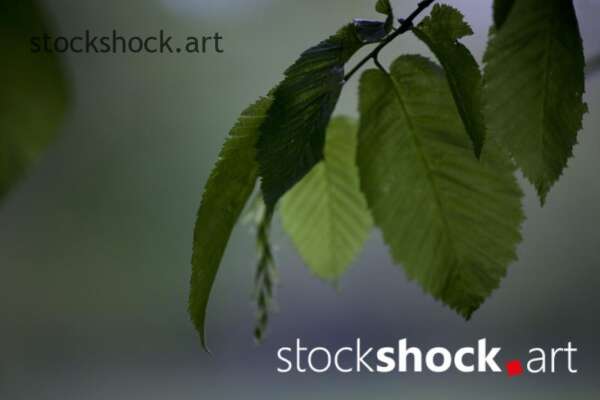 Green chestnut leaf, jowita niemczyk, stock image