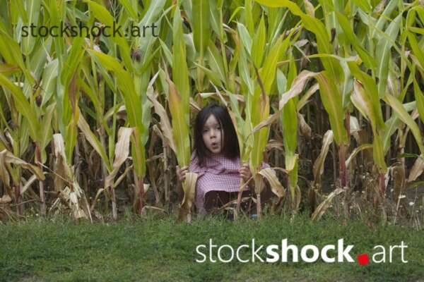 Girl playing in corn - stock image