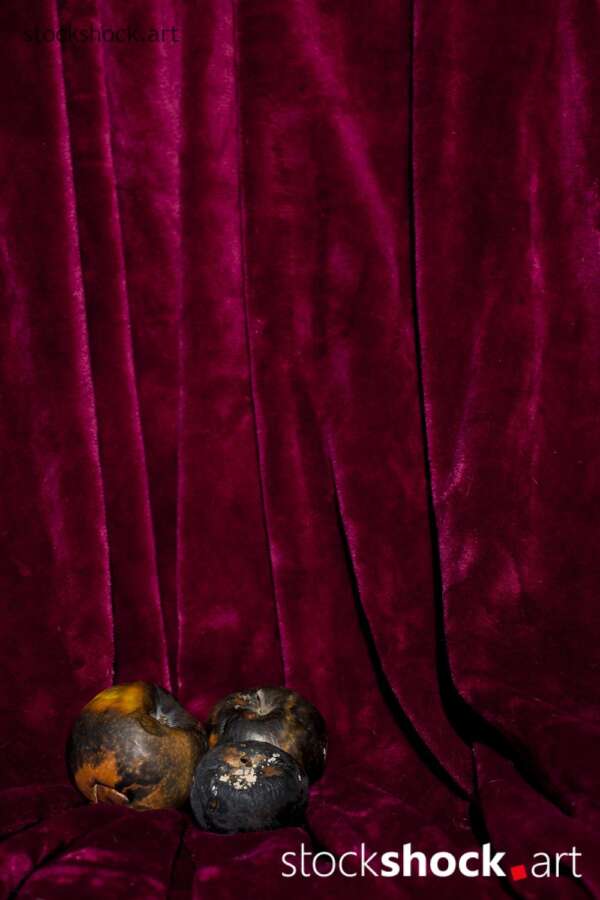still life, rotten apples on a burgundy background