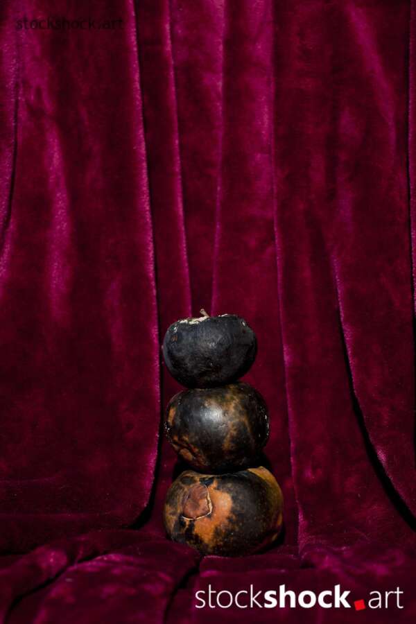 still life, rotten apples on a burgundy background