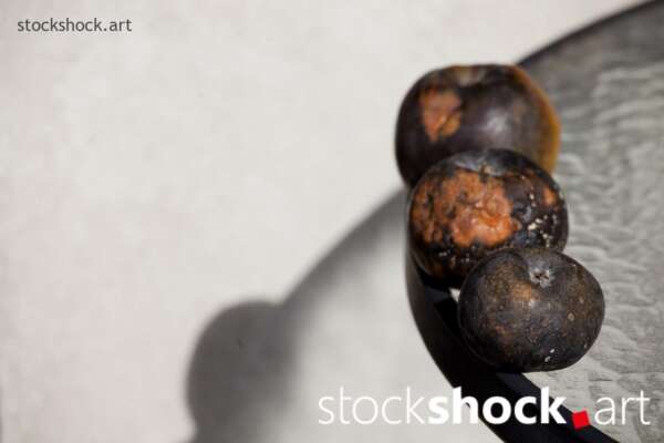 Still life, rotten apples on a glass table – stock image