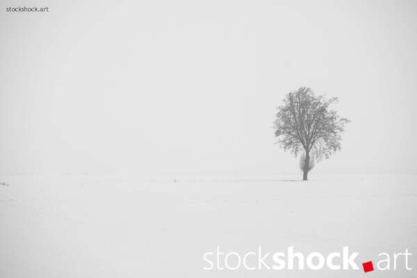 A lone tree growing out of the endless whiteness of snow is a symbol of steadfastness amidst silence and emptiness, Jowita Niemczyk