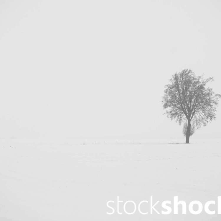 A lone tree growing out of the endless whiteness of snow is a symbol of steadfastness amidst silence and emptiness, Jowita Niemczyk