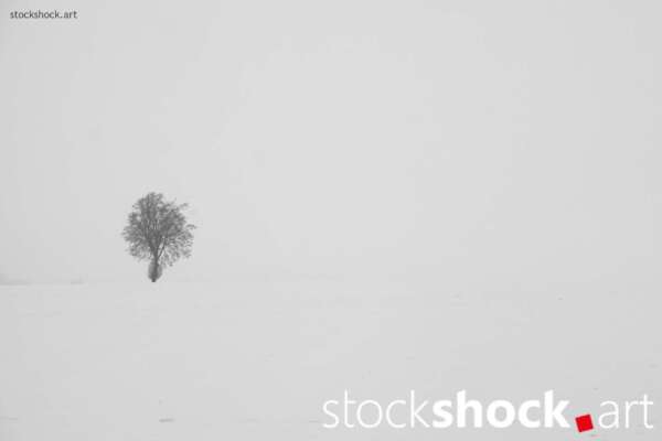 A lone tree growing out of the endless whiteness of snow is a symbol of steadfastness amidst silence and emptiness, Jowita Niemczyk