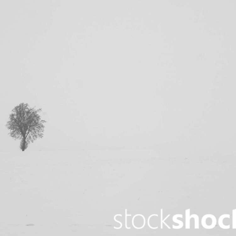 A lone tree growing out of the endless whiteness of snow is a symbol of steadfastness amidst silence and emptiness, Jowita Niemczyk