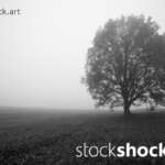 Tree in the Fog, stock image, jowita niemczyk