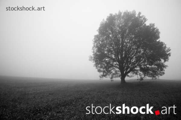 Tree in the Fog, stock image, jowita niemczyk