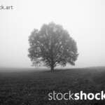 Tree in the Fog, stock image, jowita niemczyk