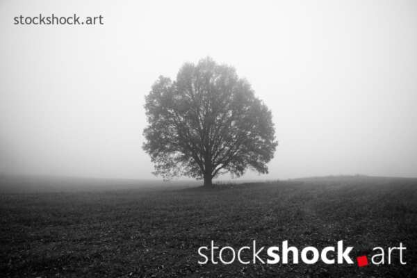 Tree in the Fog, stock image, jowita niemczyk