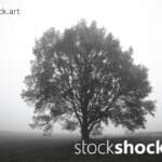 Tree in the Fog, stock image, jowita niemczyk